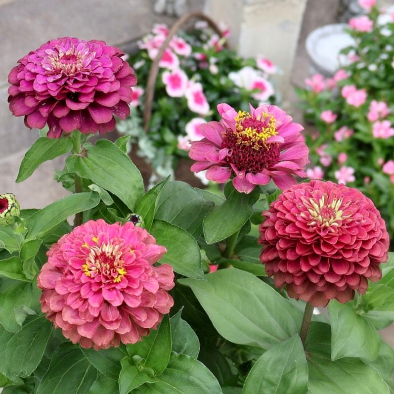 植物（花苗・鉢物）を品名から選ぶ｜ネット通販ショップ～風散歩～