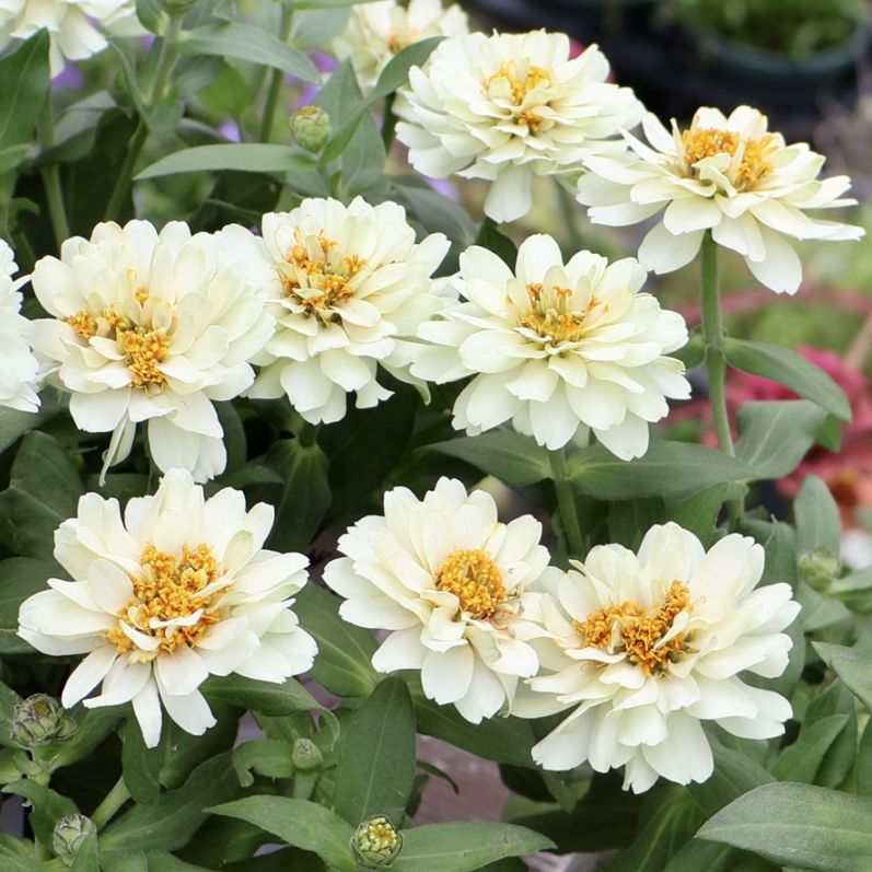 植物（花苗・植物）をホワイト系の色から選ぶ｜ネット通販ショップ～風