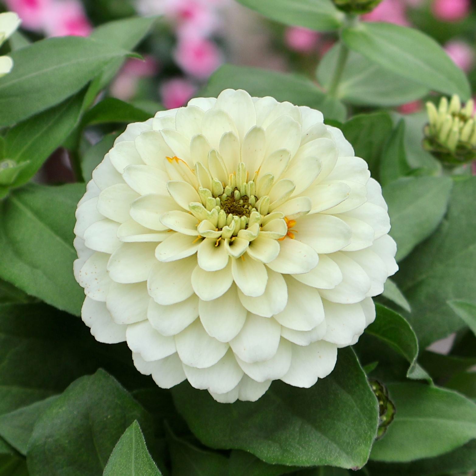 植物（花苗・植物）を色から選ぶ｜ネット通販ショップ～風散歩～