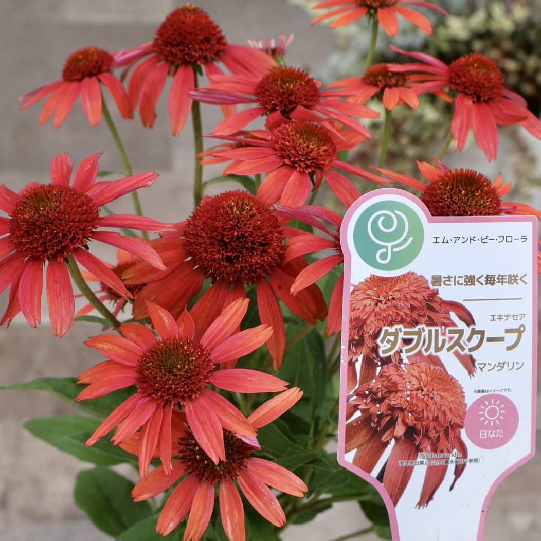 ボリューム満点の特大株☆現品!!《雨・暑さに強く毎年咲く宿根草》八重咲きエキナセア・ダブルスクープ「マンダリン」(4号ポット)