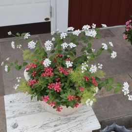 幅約60cmの立派な寄せ植えになりました♪1点物寄せ植え見本鉢「フェアリースターの新色・レッド」