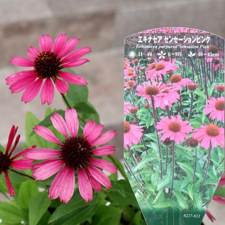 《画像の現品》希少品種☆剛健な多年草♪エキナセア「センションピンク」