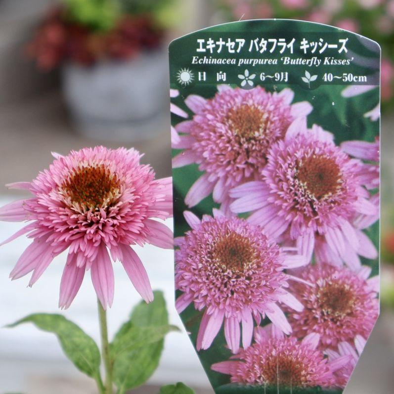 《画像の現品1点限り》希少品種☆剛健な多年草♪エキナセア「バタフライ キッシーズ」