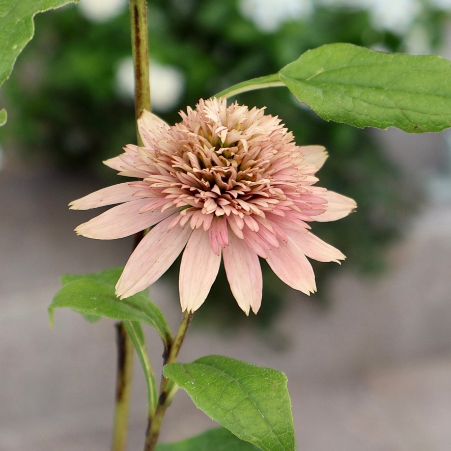 《7枚目までの画像の現品1点限り》希少品種☆剛健な多年草♪エキナセア「バタフライ キッシーズ」