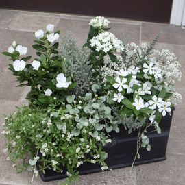 幅55センチ☆1点物★夏の寄せ植え「エレガンスホワイトガーデン」〈単独梱包・送料込み〉