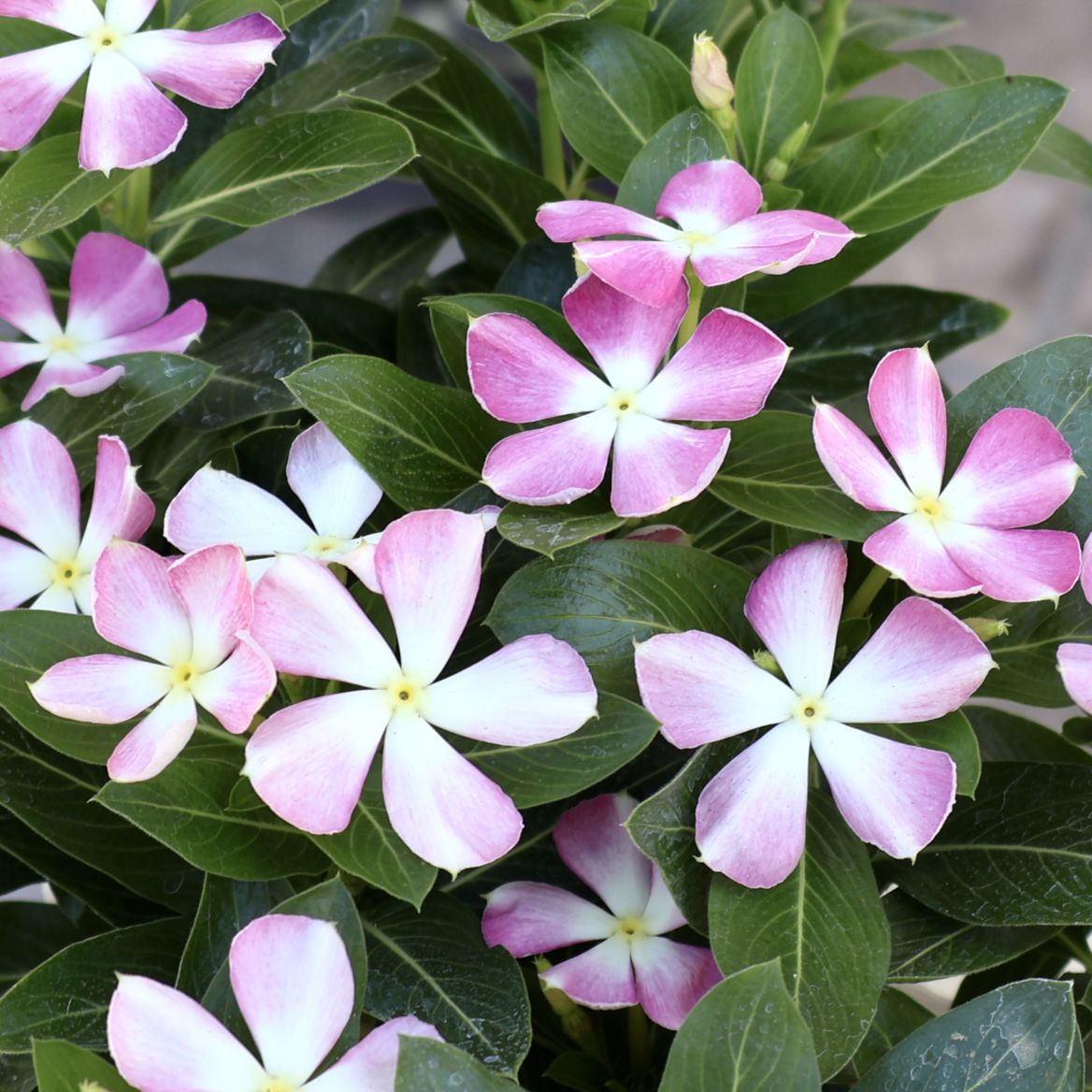 新入荷商品の植物｜リアルタイムの在庫｜ネット通販ショップ～風散歩～
