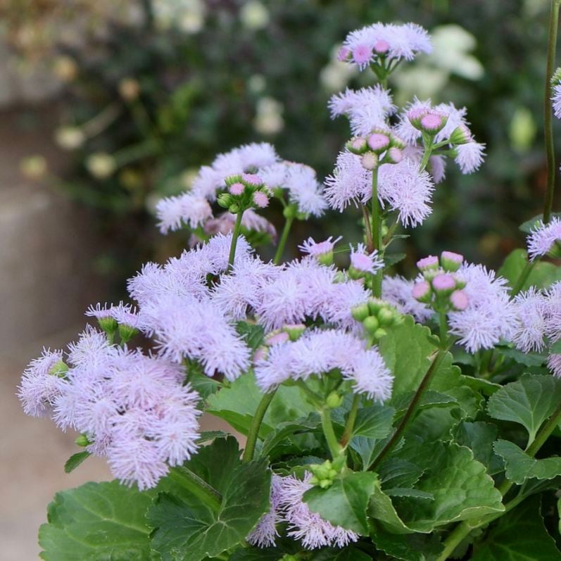 植物（花苗・鉢物）｜ネット通販ショップ～風散歩～
