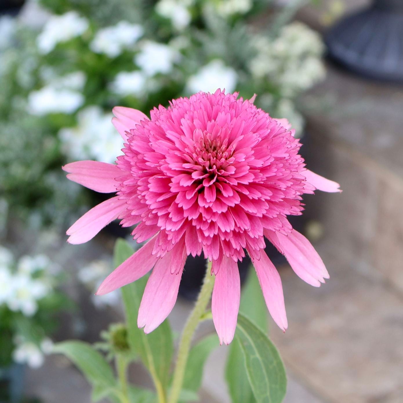 当店で植え替え開花の3.5号苗!!《6枚目までの現品1点限り》希少品種☆剛健な多年草♪エキナセア「サザンベル」