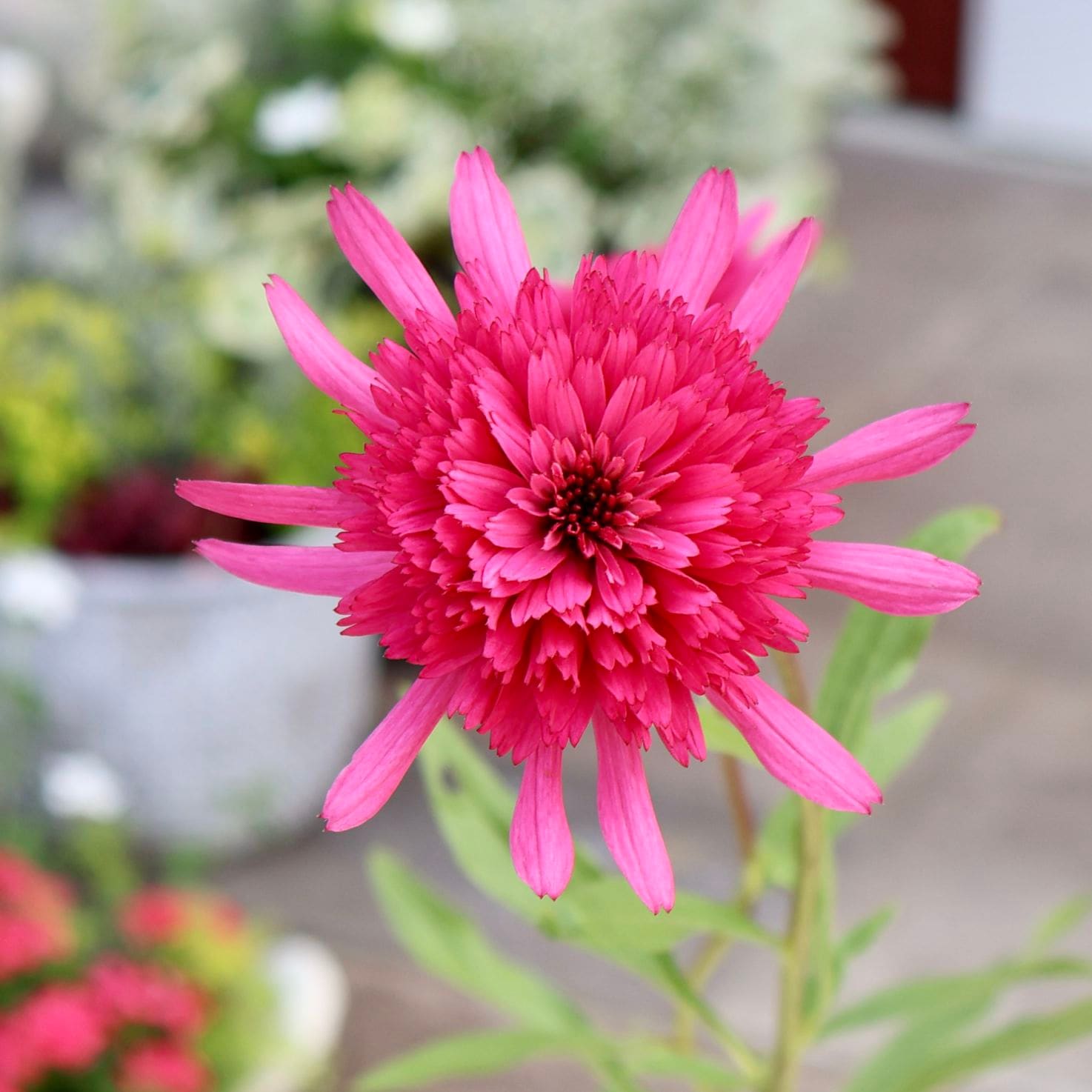 【希少】D87 赤花エゾニシキ 当店で植え替え開花した3.5号苗!!《2枚目までの現品》希少品種☆剛健な
