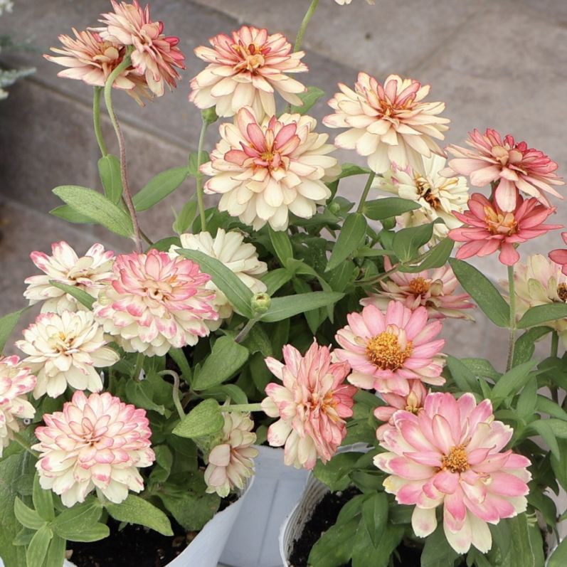 画像の現品3株限り!!ジニア・ダブルザハラ「サーモン」真夏の開花株