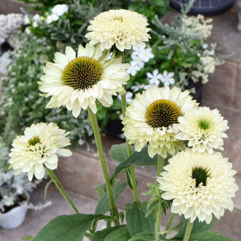 植物（花苗・植物）をホワイト系の色から選ぶ｜ネット通販ショップ～風