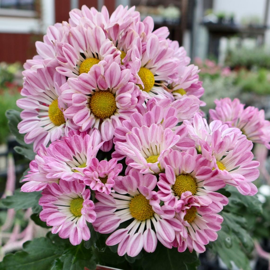 新入荷商品の植物｜リアルタイムの在庫｜ネット通販ショップ～風散歩～