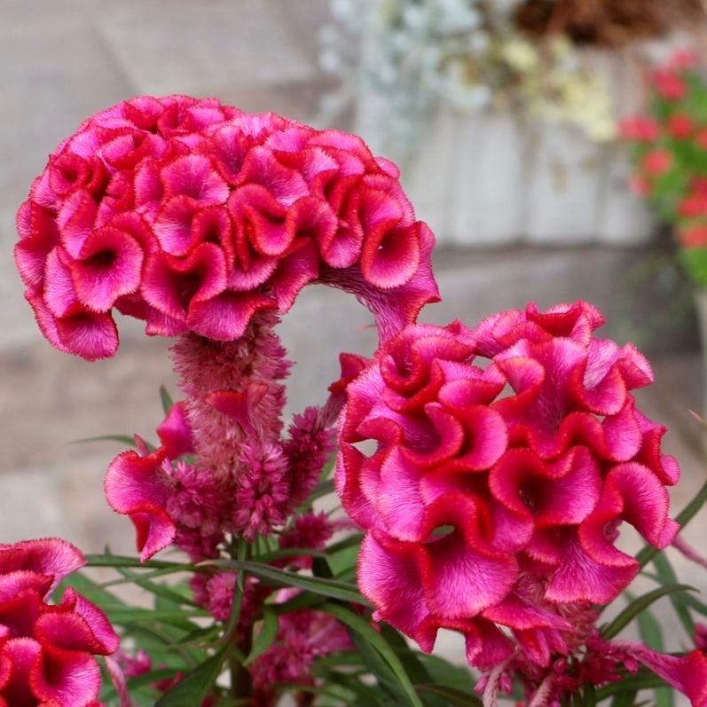 大きなクルックルの花の現品販売♪《9/15撮影画像》セロシア・ホットトピック「ピンク・3番」
