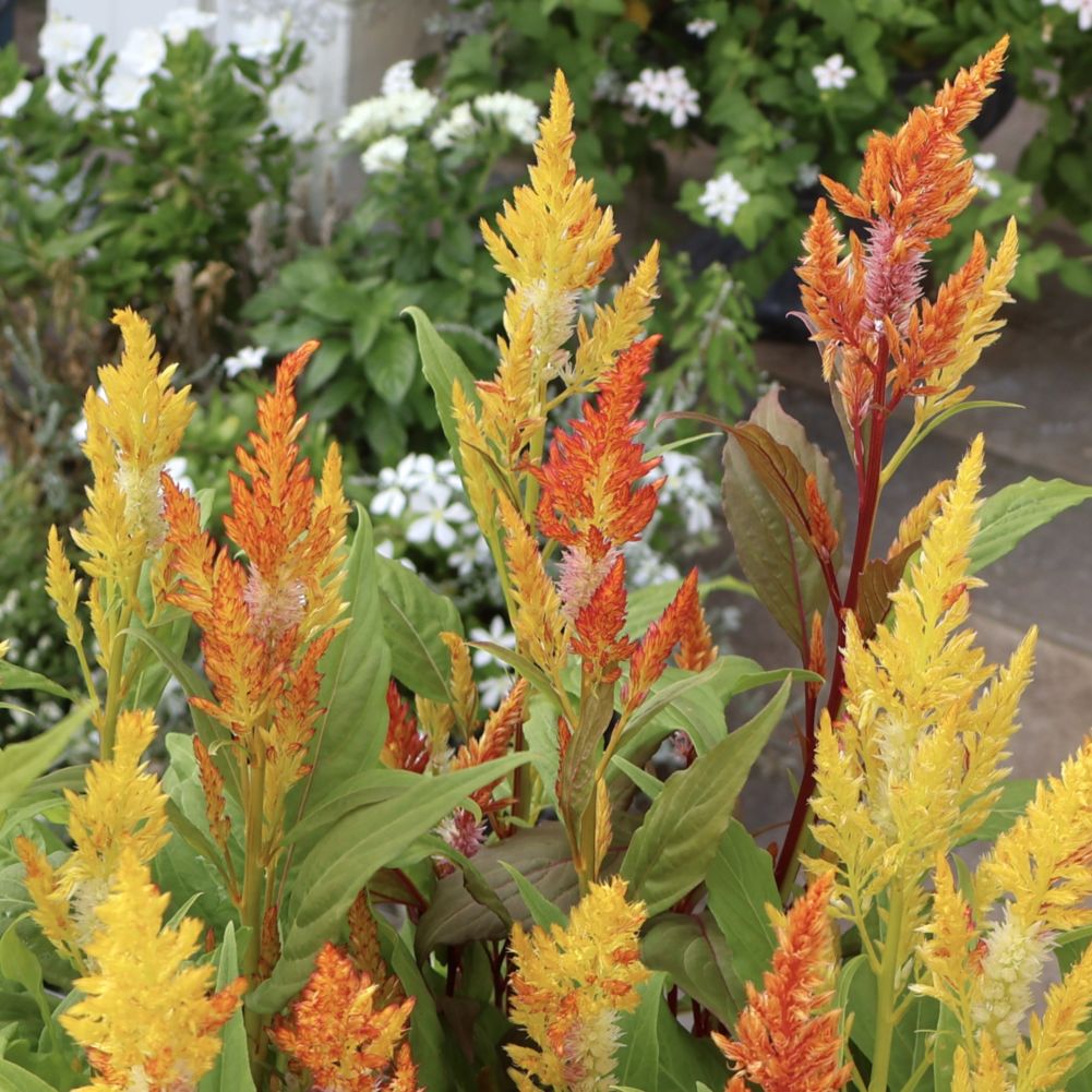 新入荷商品の植物｜リアルタイムの在庫｜ネット通販ショップ～風散歩～
