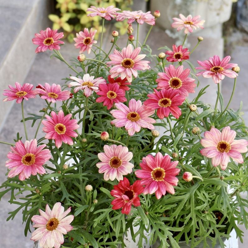 マーガレット｜四季咲きの花｜ネット通販ショップ～風散歩～