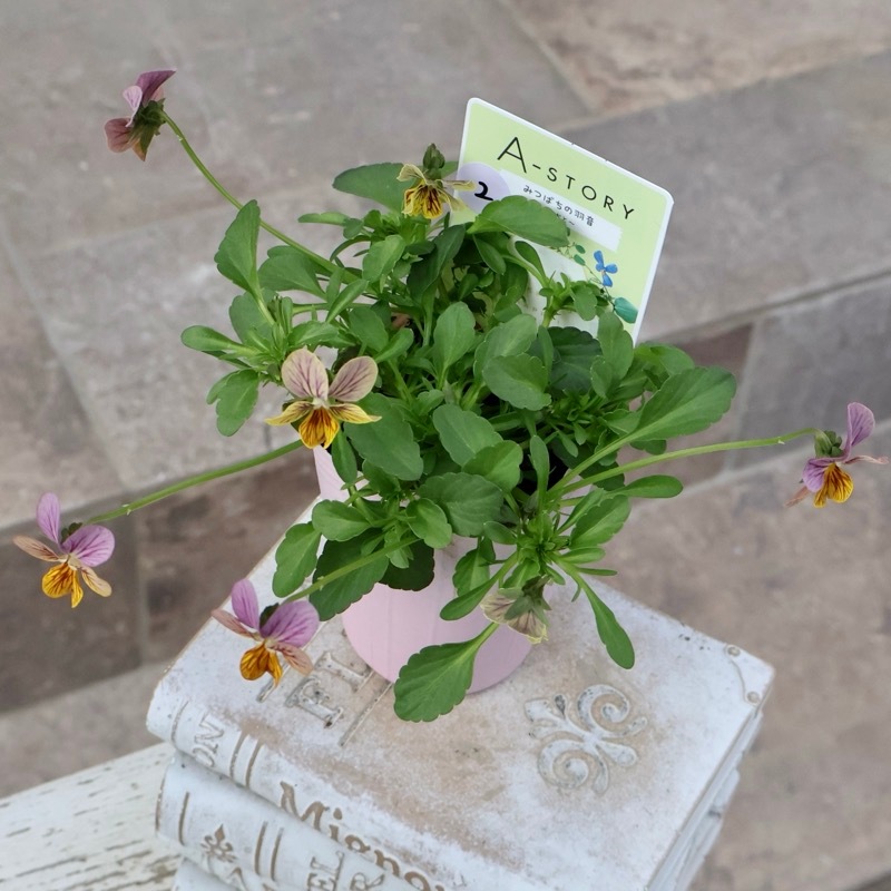 画像で色を選べる》石村あさみさん育種ビオラ「A-STORY・みつばちの