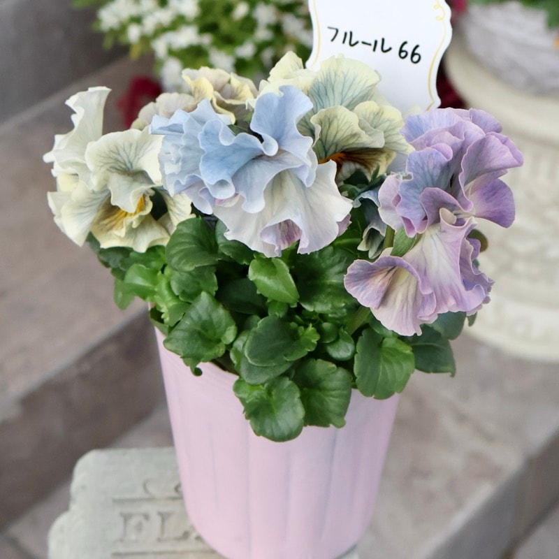 RYU【現品】R-gardenオリジナルフリルパンジーフルール①③④⑤⑥⑪ 画像の現品1点限り☆Rガーデンさんのアンティークフリルパンジー