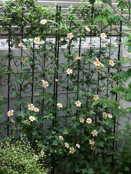 マルバストラム   確認用です（╹◡╹）♡ 00000000796_001.jpg