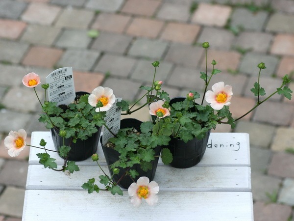 マルバストラム確認用 マルバストラム確認用 【公式通販】