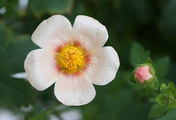 マルバストラム確認用