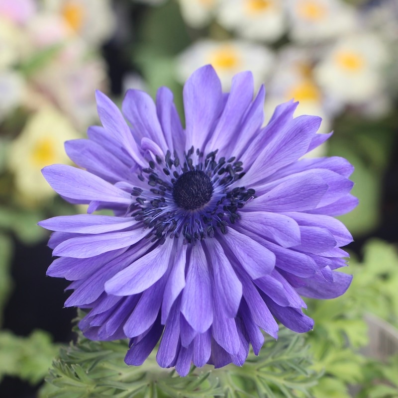 八重咲きアネモネ・凛々花(りりか)ラベンダーブルー☆22-10番