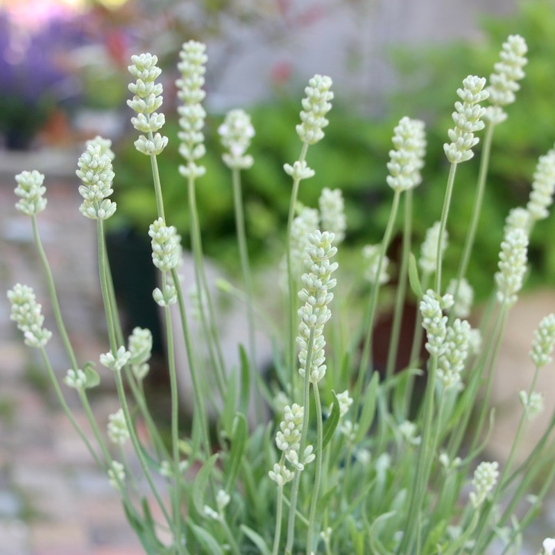 最高 希少北海道ホワイトイングリッシュラベンダー 正規品大苗 植物