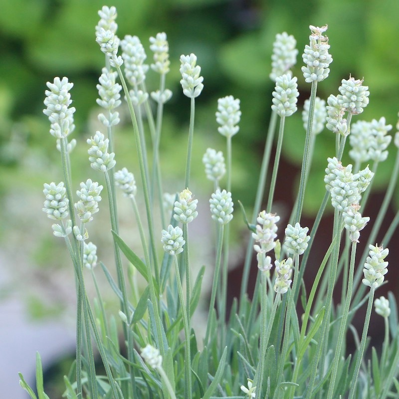 最高 希少北海道ホワイトイングリッシュラベンダー 正規品大苗 植物