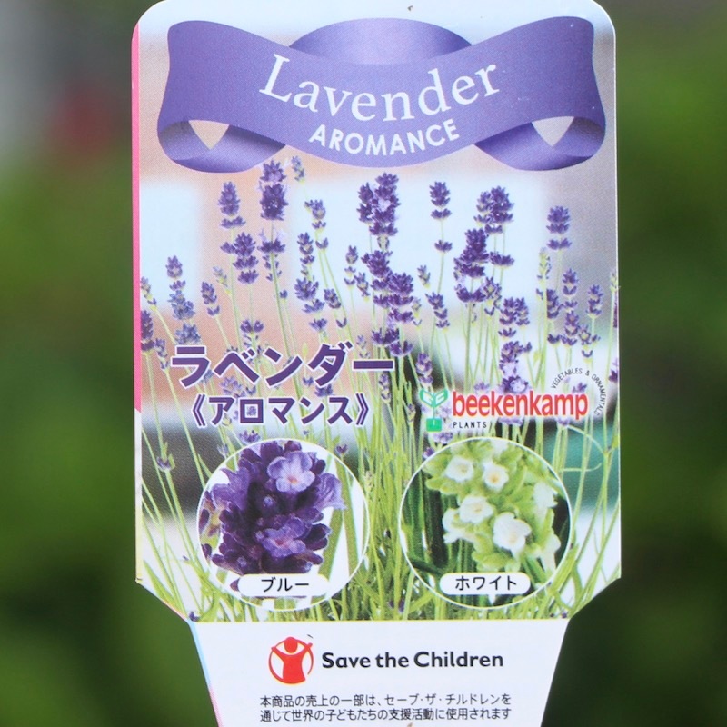 ラスト1点限り!!【5号鉢】四季咲きのイングリッシュラベンダー