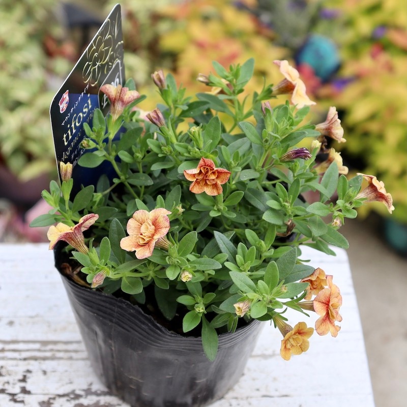 こう極美品エポカブラウス☆エブール☆フォクシー☆アディアム☆ルフィル☆ルネ 大鎌を操る褐色美女のアクションフィギュア「Eiifox＆BearPanda