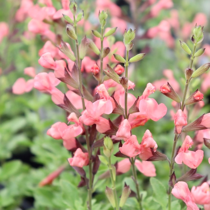 3号鉢プランター　ダンス 3号鉢プランター ダンス 【公式通販】