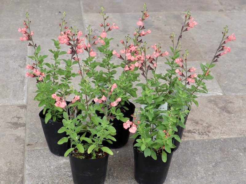 3号鉢プランター ダンス 【公式通販】