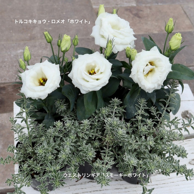 トルコキキョウ・F1ロメオ「ホワイト」(3号ロングポット)