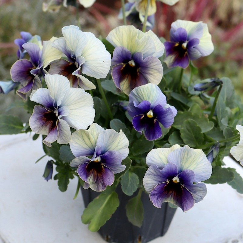 画像の現品1点限り!! 超良株☆桂楓園さんのクリオネパンジー「マジック