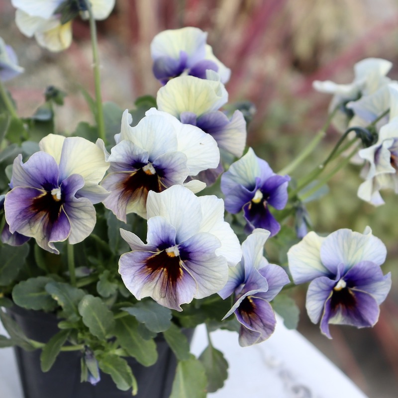 画像の現品1点限り!! 超良株☆桂楓園さんのクリオネパンジー「マジック