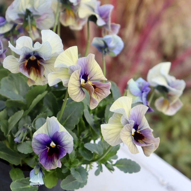 画像の現品1点限り!! 超良株☆桂楓園さんのクリオネパンジー「マジック