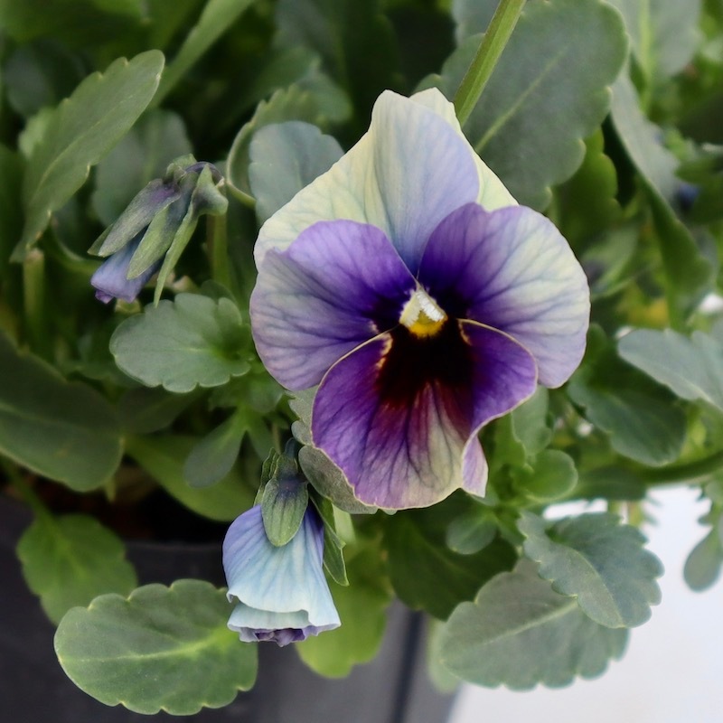 画像の現品1点限り!! 超良株☆桂楓園さんのクリオネパンジー「マジック