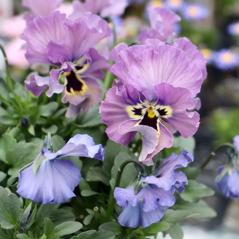 特大☆画像の現品!! 石川園芸さんのビオラ「レディ」スペシャル＜SP37＞