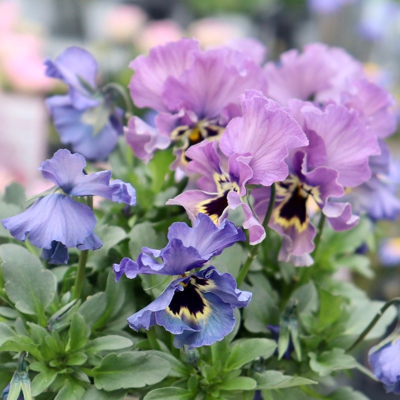 特大☆画像の現品!! 石川園芸さんのビオラ「レディ」スペシャル＜SP37＞