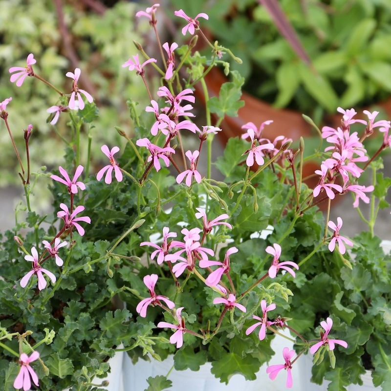 VZ B4BC ゴーグル 紫/ピンク 花柄