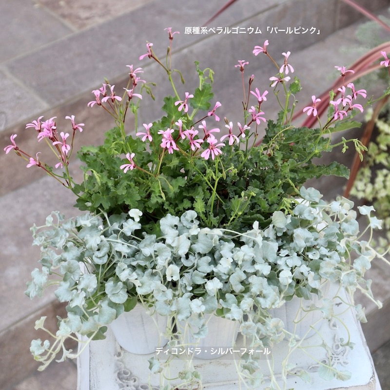 当店越冬株なので在庫限り!! 原種系ペラルゴニウム「パールピンク」（3