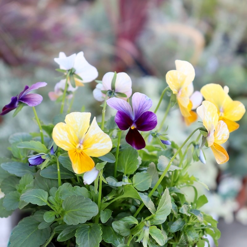 画像の現品1点限り☆ゲブラさん育種ビオラの新品種「アマゾネス」47番