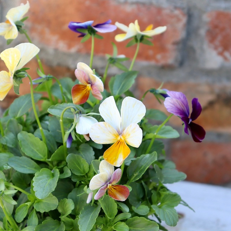 ヨーロッパブナ　オオシラビソ　ゆうすけ ユーフォルビア フランコイシーvar.クラシカウリス+ Sanna Low Pot