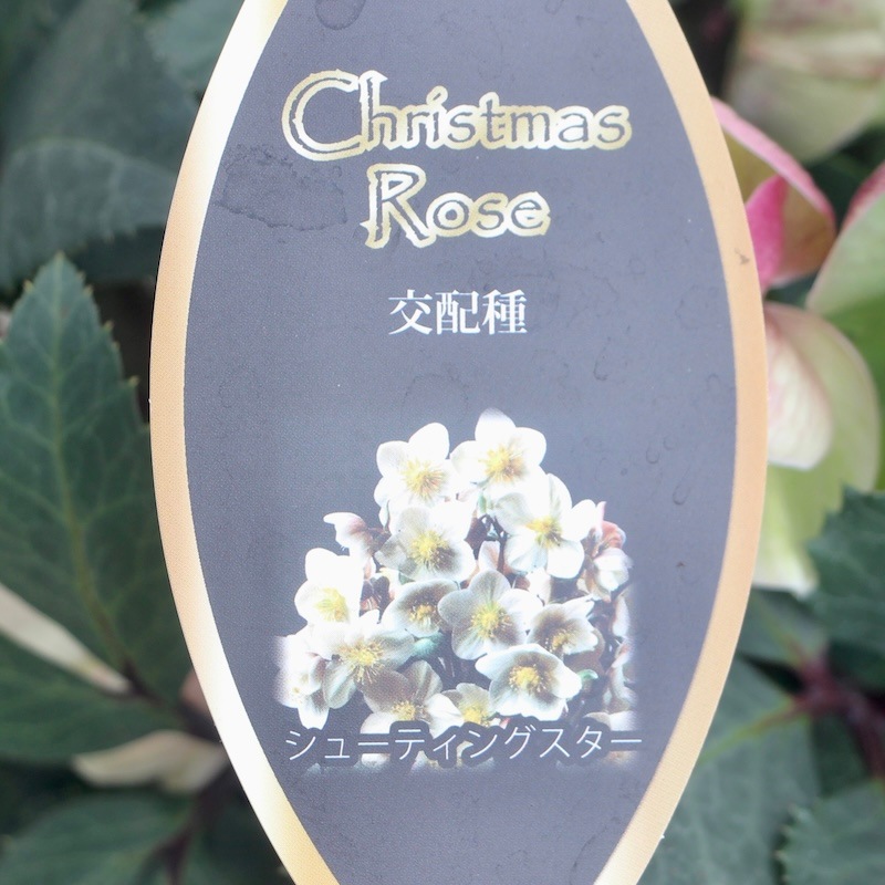 ♡開花中♡クリスマスローズ　SDホワイト 充実株美花 imgrc0098633144.jpg