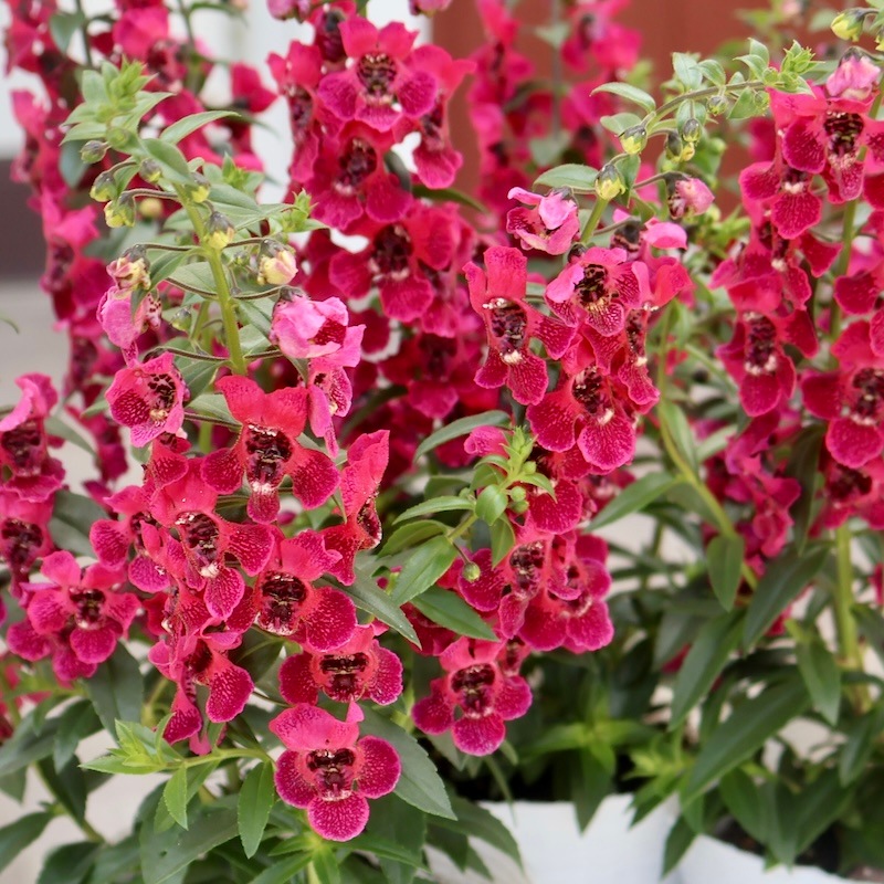 2025年NEW☆アンゲロニア・エンジェルフレア「クランベリー