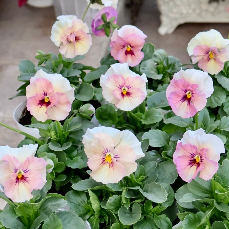 この子も可愛い☆高知・植田さんのビオラ☆試験品種〈25-2〉