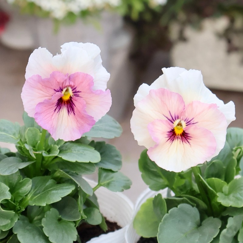 この子も可愛い☆高知・植田さんのビオラ☆試験品種〈25-2〉