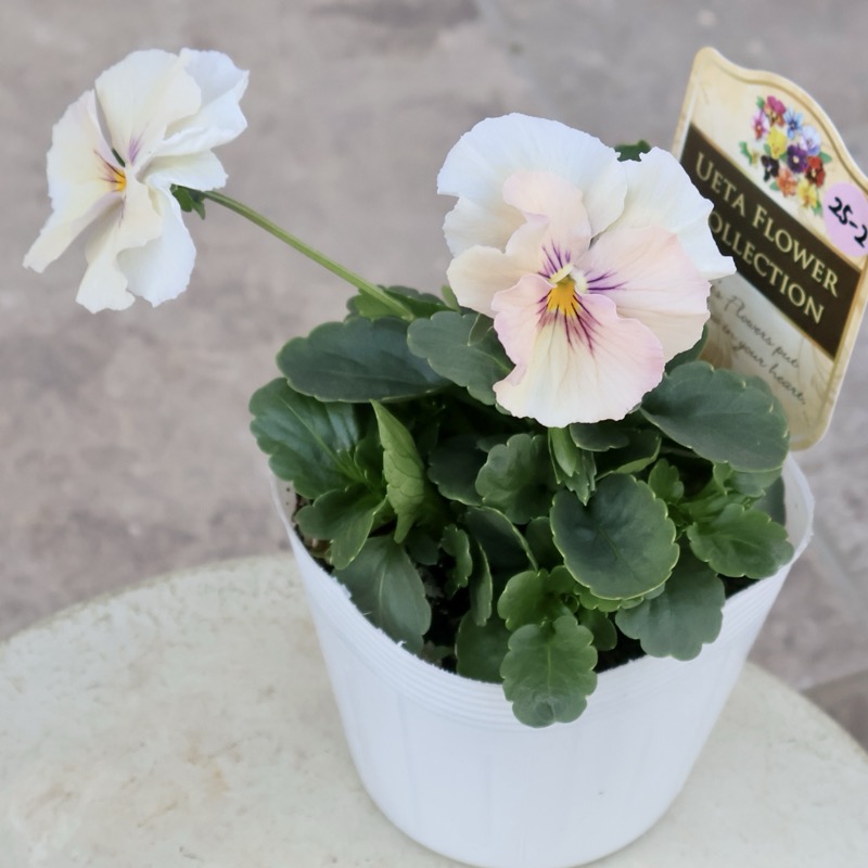 ビオラさまおまとめ2点♡ この子も可愛い☆高知・植田さんのビオラ☆試験品種〈25-2〉