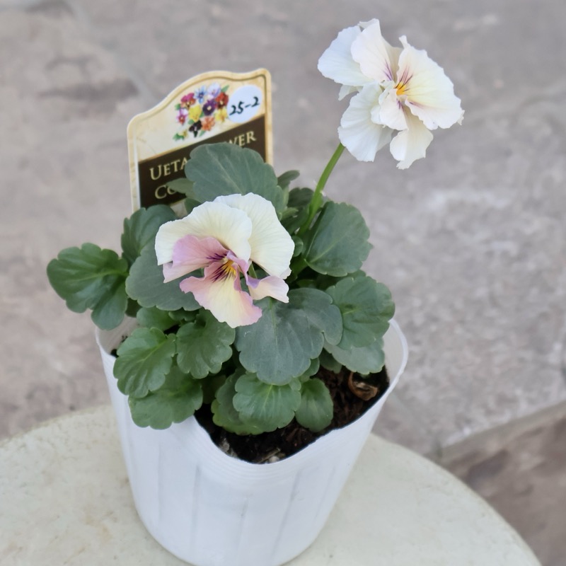 この子も可愛い☆高知・植田さんのビオラ☆試験品種〈25-2〉
