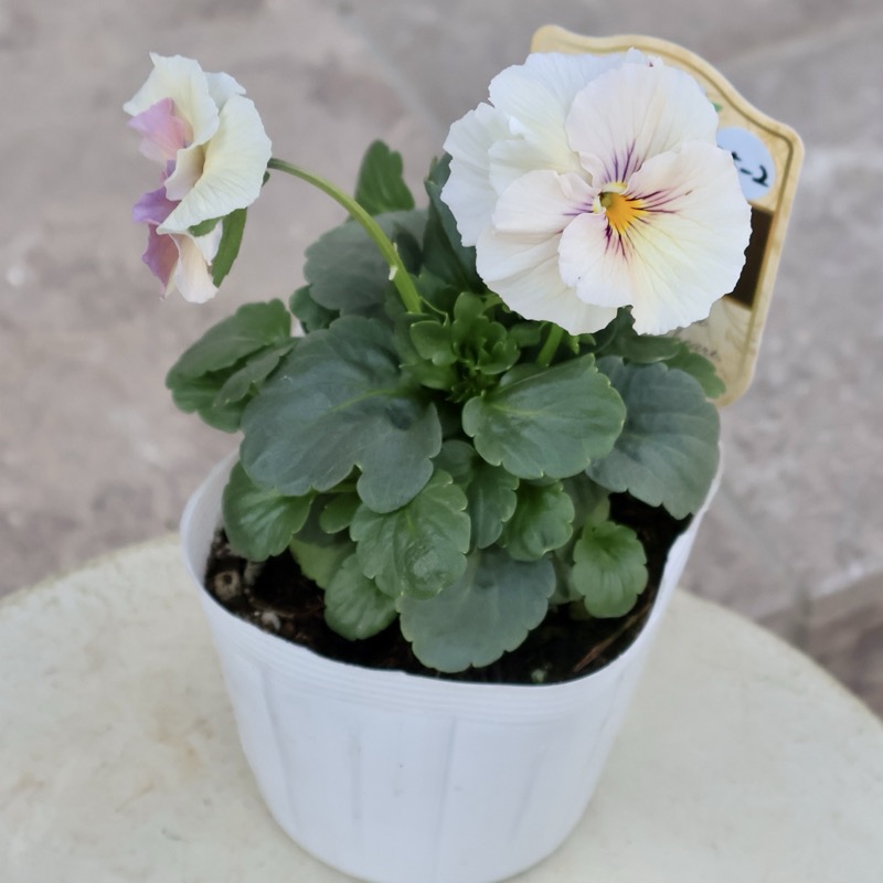 この子も可愛い☆高知・植田さんのビオラ☆試験品種〈25-2〉