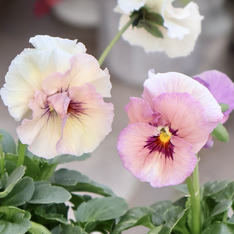 この子も可愛い☆高知・植田さんのビオラ☆試験品種〈25-2〉
